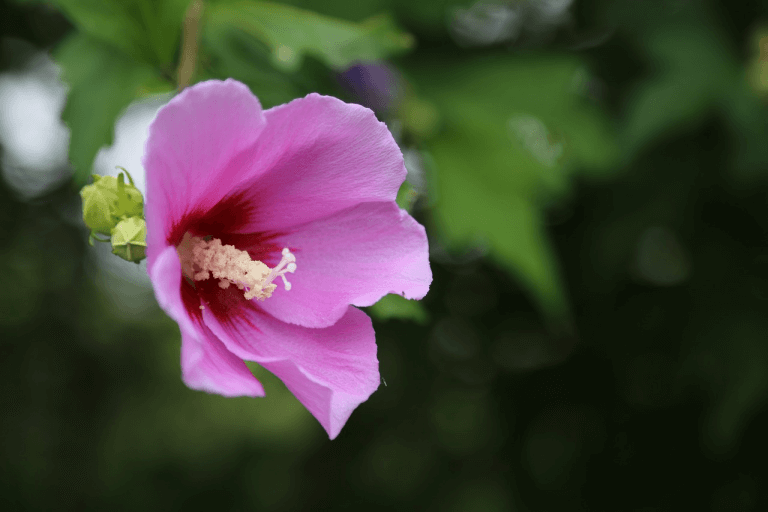 Why is Jesus called the rose of Sharon? Christian Faith Guide