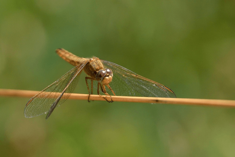 What Does a Dragonfly Symbolize In The Bible? Christian Faith Guide