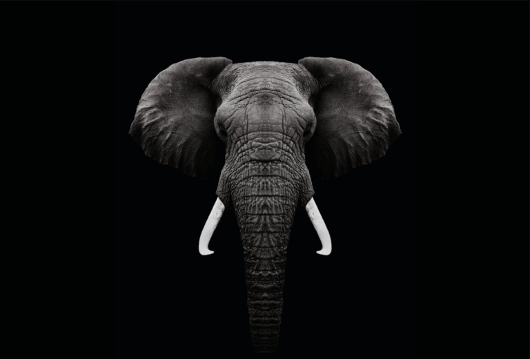 What Do Elephants Symbolize In The Bible? Christian Faith Guide