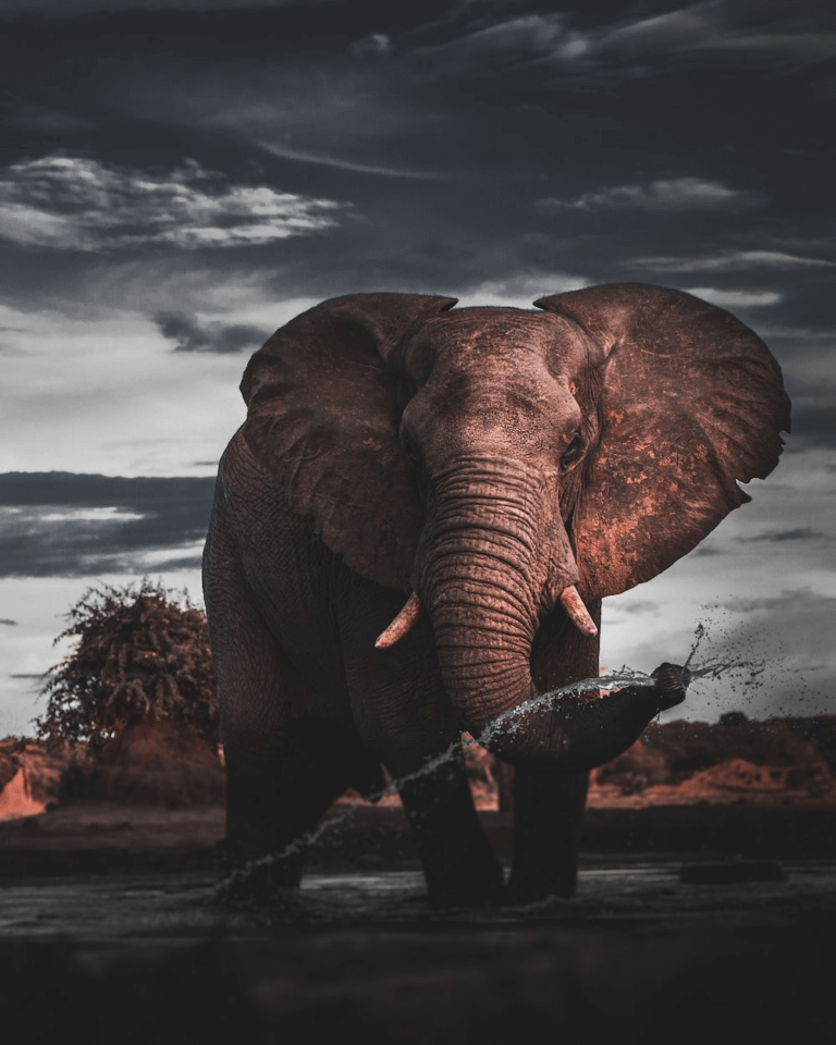 What Do Elephants Symbolize In The Bible? Christian Faith Guide