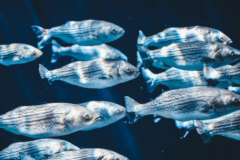 What does fish symbolize in the Bible? - Christian Faith Guide