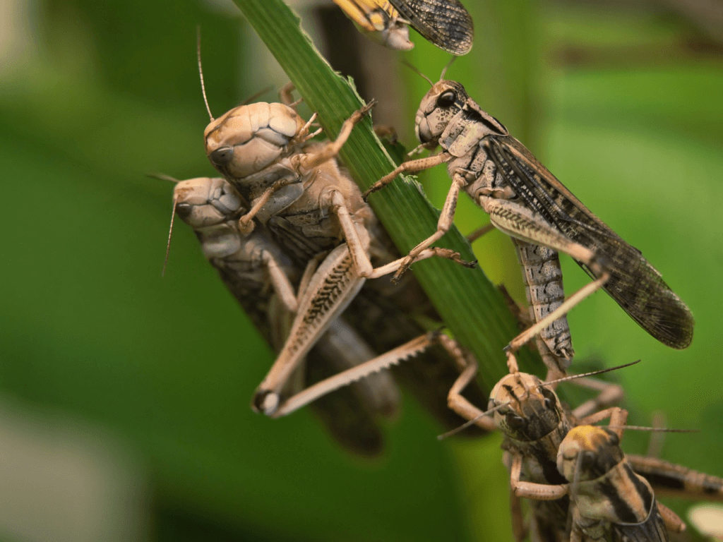 What does locusts symbolize in the Bible? Christian Faith Guide