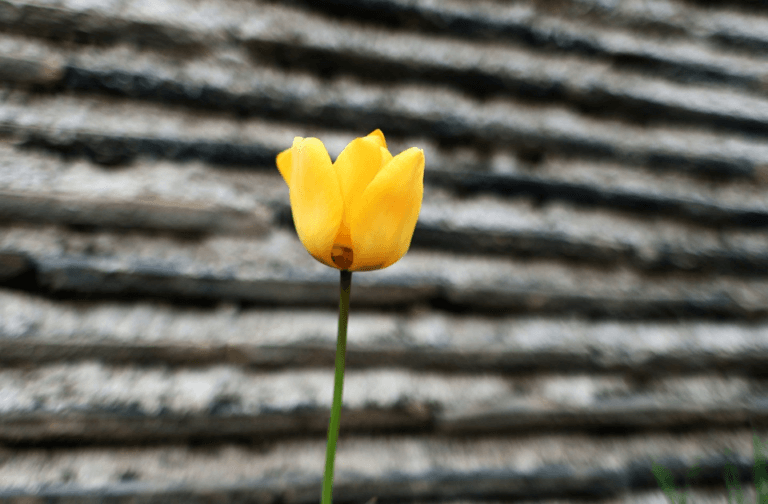 What Does Yellow Symbolize In The Bible? Christian Faith Guide