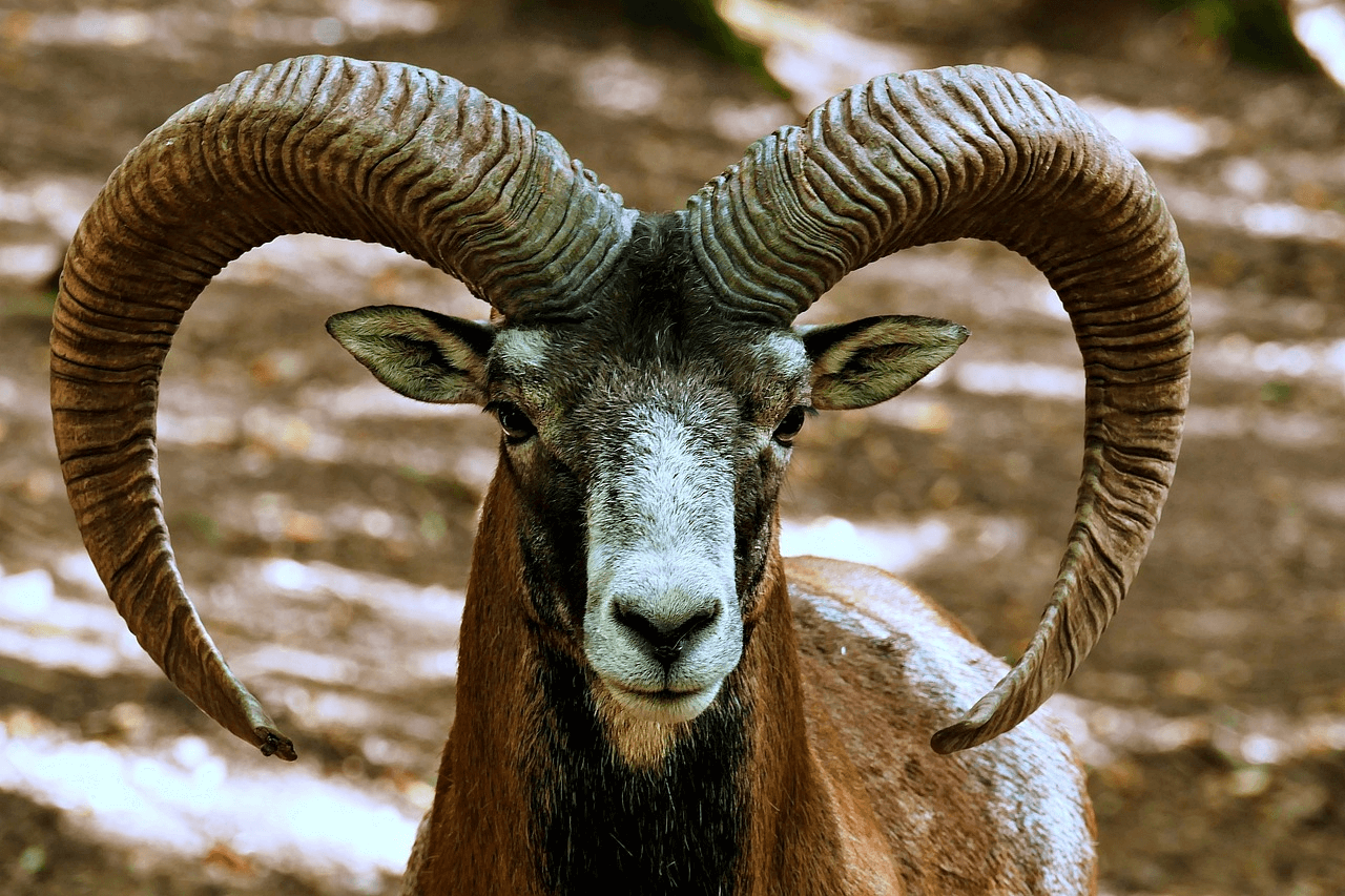 What does the horn symbolize in the Bible? Christian Faith Guide