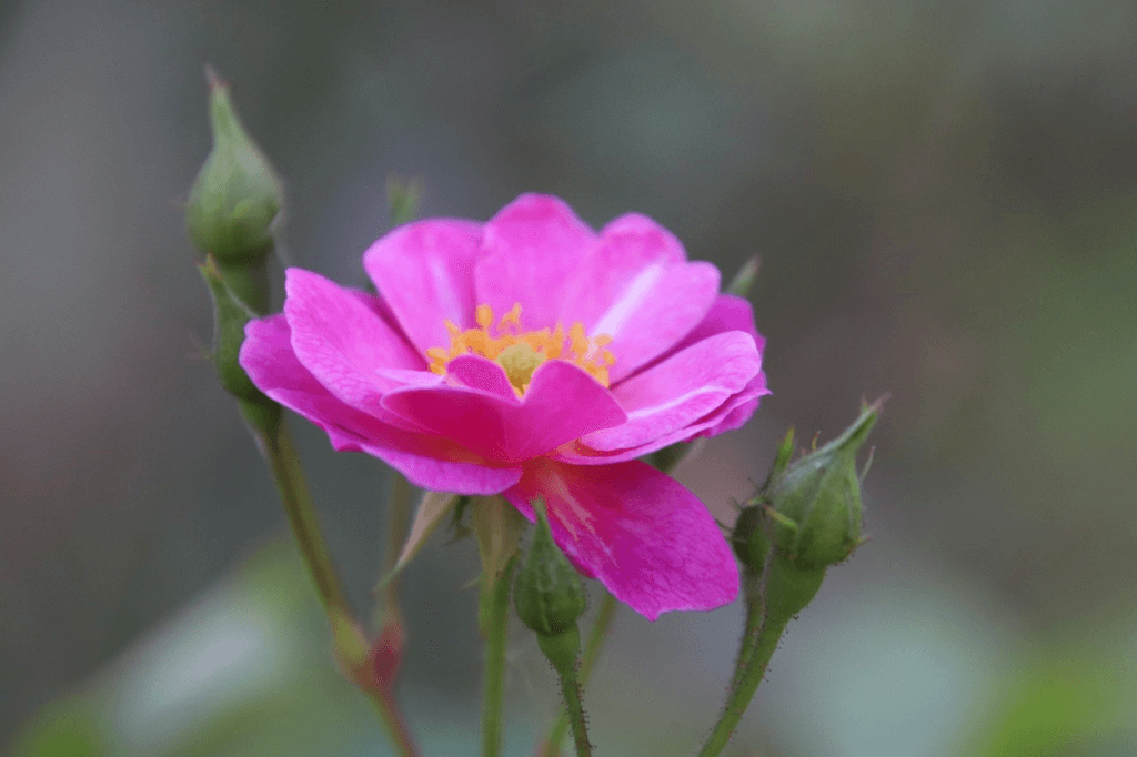 Spiritual meaning of the color pink Christian Faith Guide