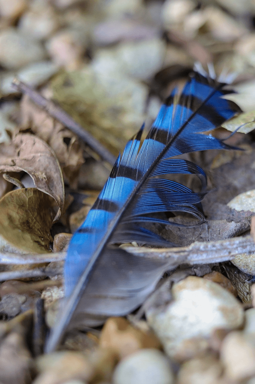 Spiritual Meanings of finding a blue jay feather Christian Faith Guide