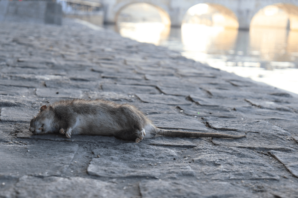 Biblical Meaning of Killing Rats in a Dream Christian Faith Guide