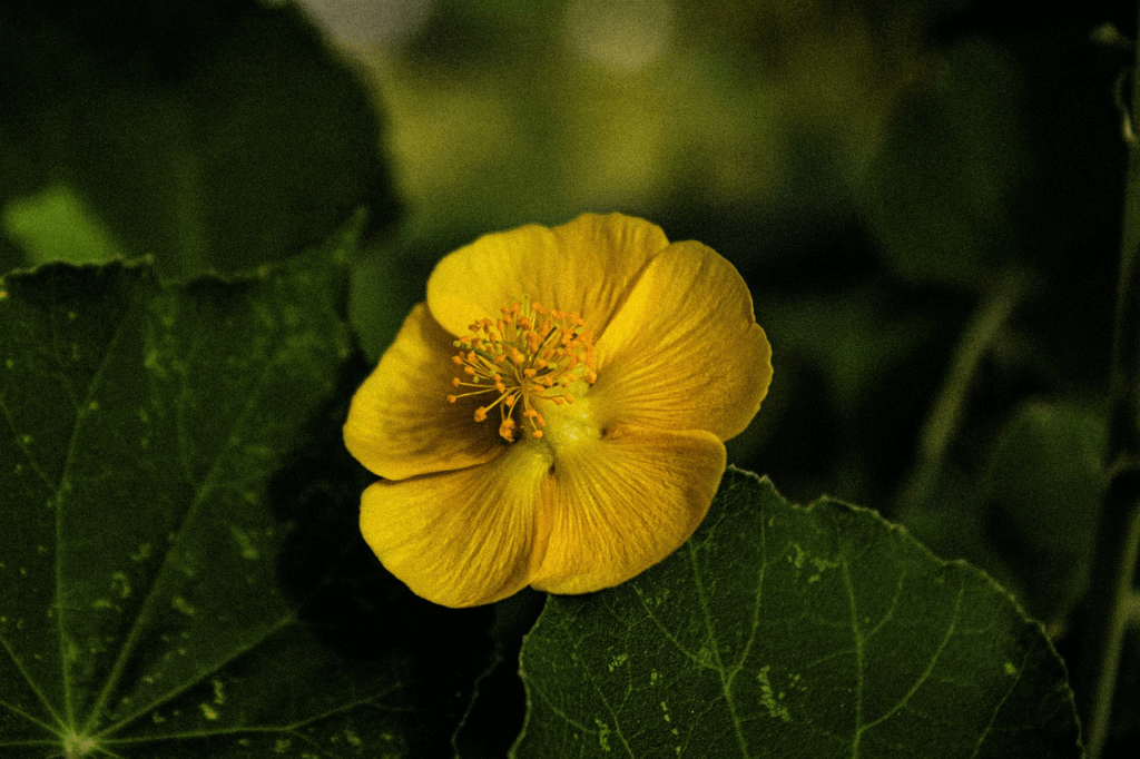 Biblical Meaning of Yellow in Dreams Christian Faith Guide