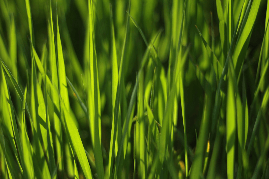 The Biblical Meaning of Seeing Green Grass in Dreams Christian Faith Guide